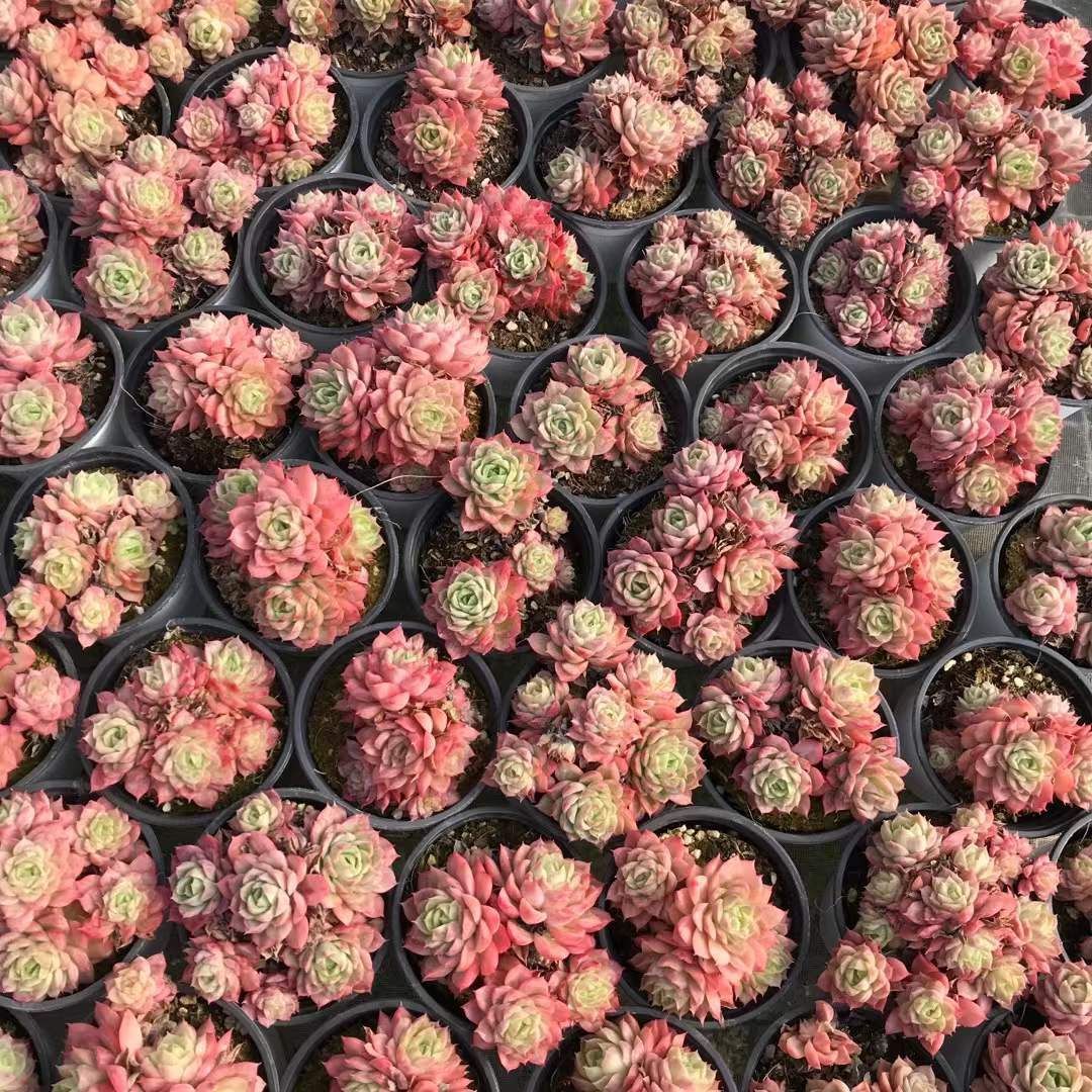 新入荷 18株の抜き苗セット サンライムペッパーニシキ 多肉植物 佐川