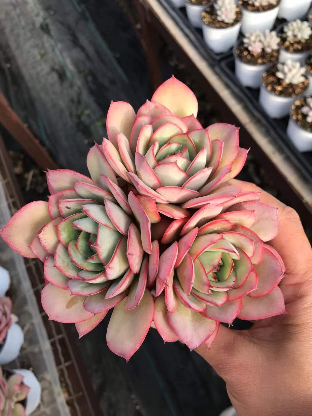 新入荷 18株の抜き苗セット ムーダンパビリオン 多肉植物 佐川急便発送