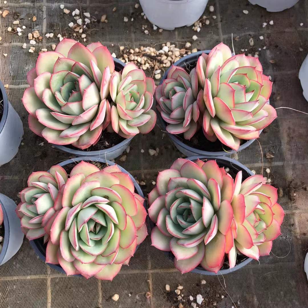 新入荷 18株の抜き苗セット ムーダンパビリオン 多肉植物 佐川急便発送