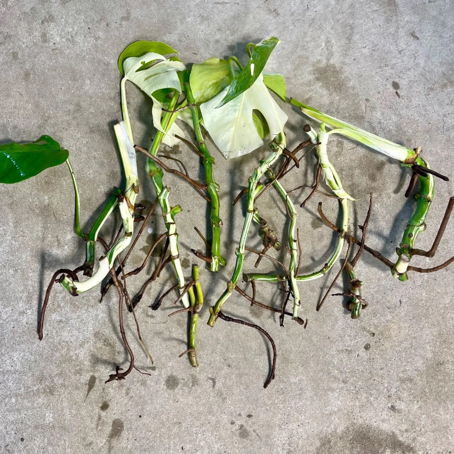 お得な極上茎11本セット【発根済み気根付き】斑入り モンステラ