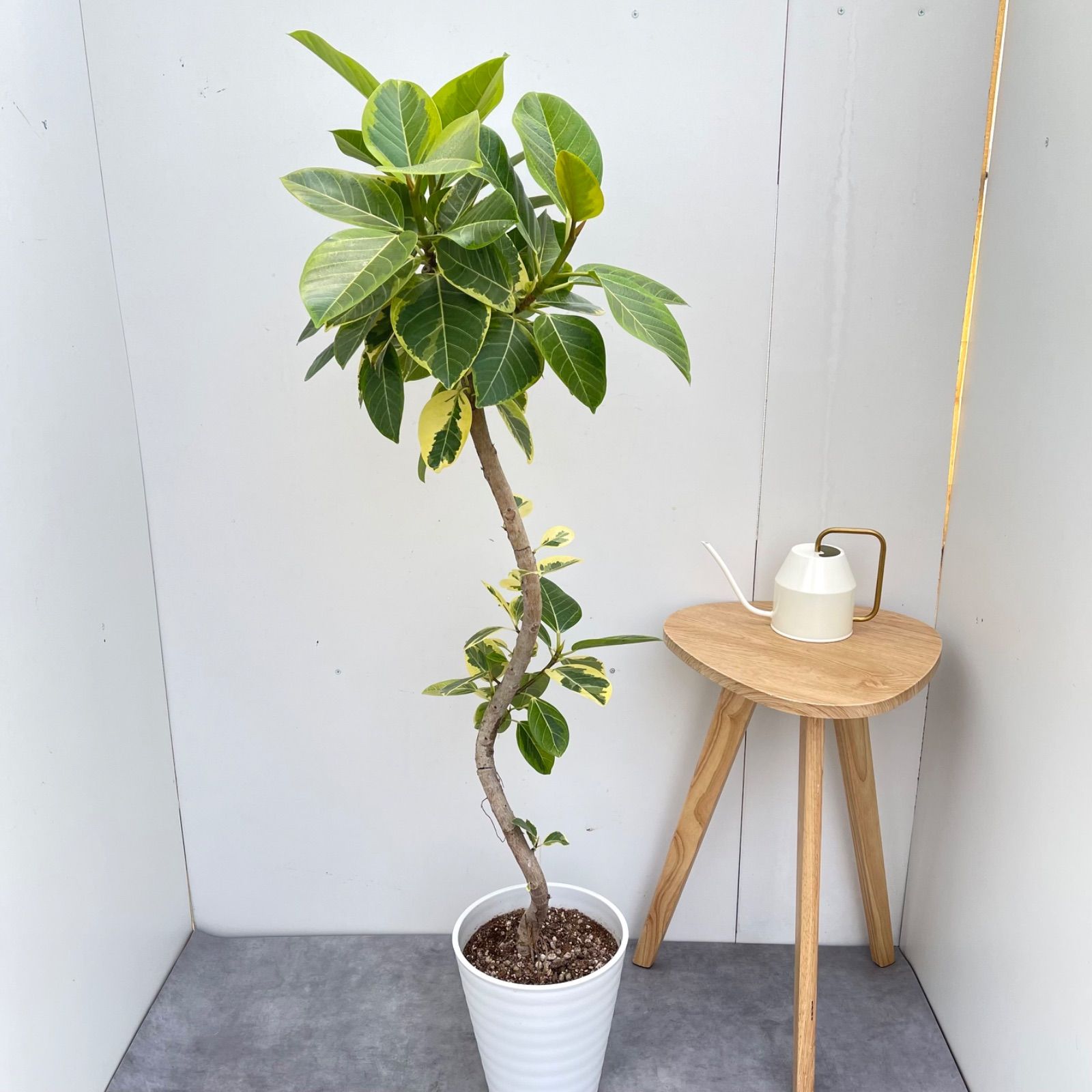 フィカス アルテシマ 曲がり 4【現品】観葉植物 室内 大型 - メルカリ