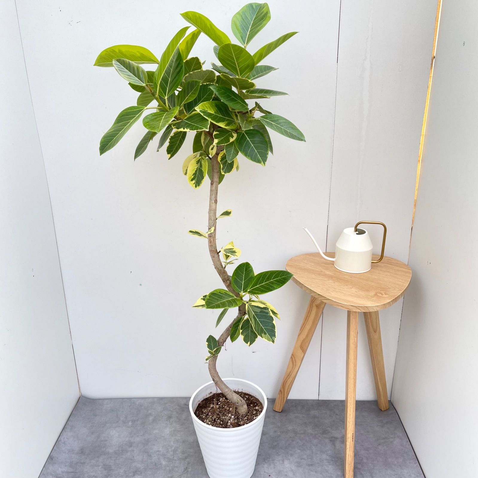 フィカス アルテシマ 曲がり 4【現品】観葉植物 室内 大型 - メルカリ