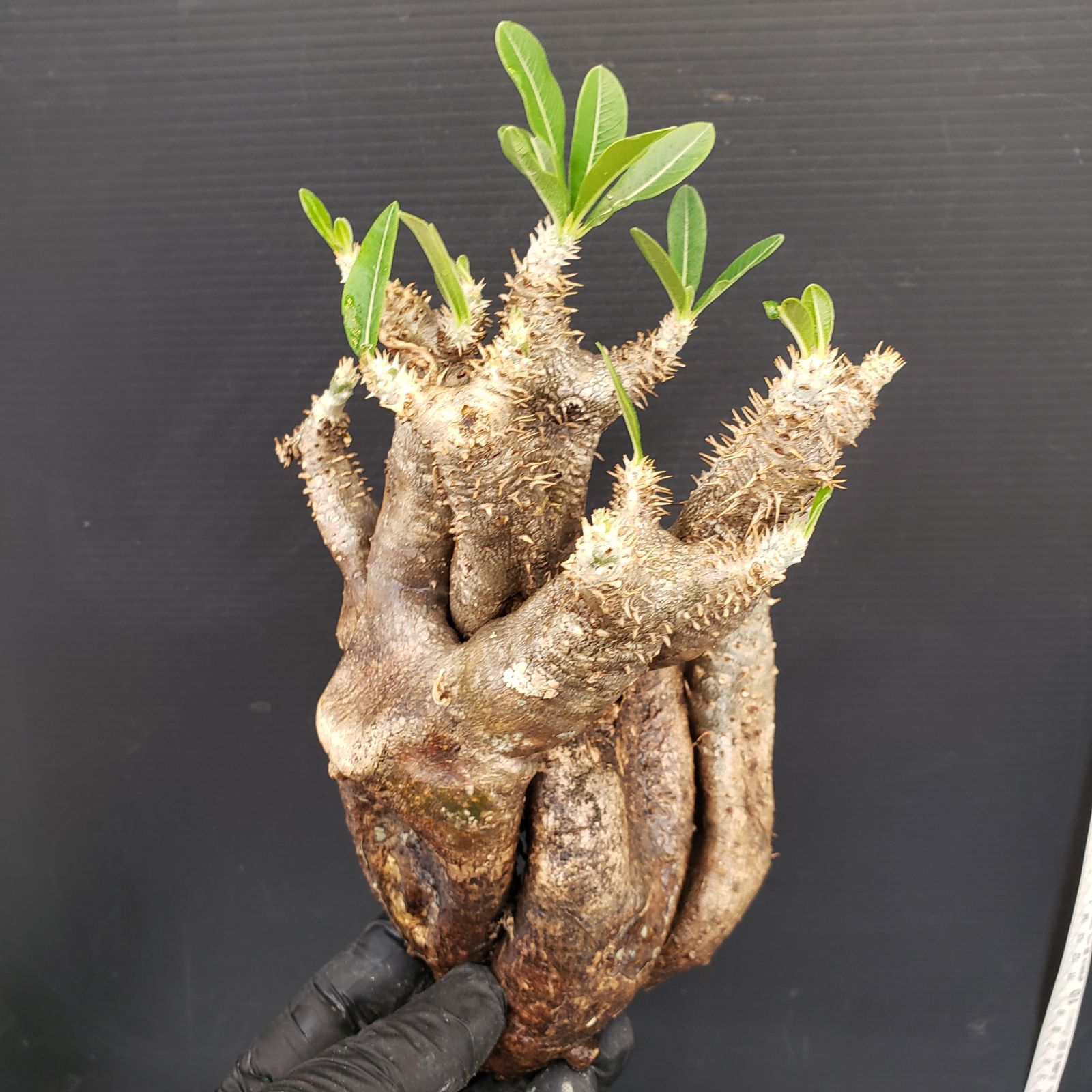 S203【自社養生株】Pachypodium エニグマティクム（株やわらか・現地球