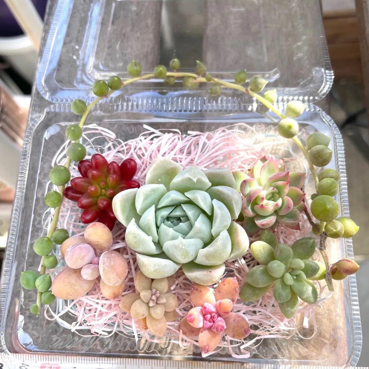 ☆多肉植物カット苗詰め合わせ➂番☆寄せ植えセット☆エケベリア小苗