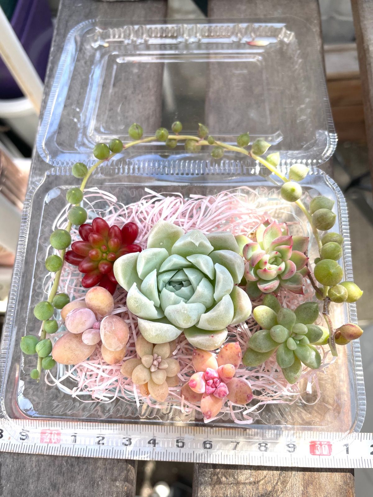 ☆多肉植物カット苗詰め合わせ➂番☆寄せ植えセット☆エケベリア小苗