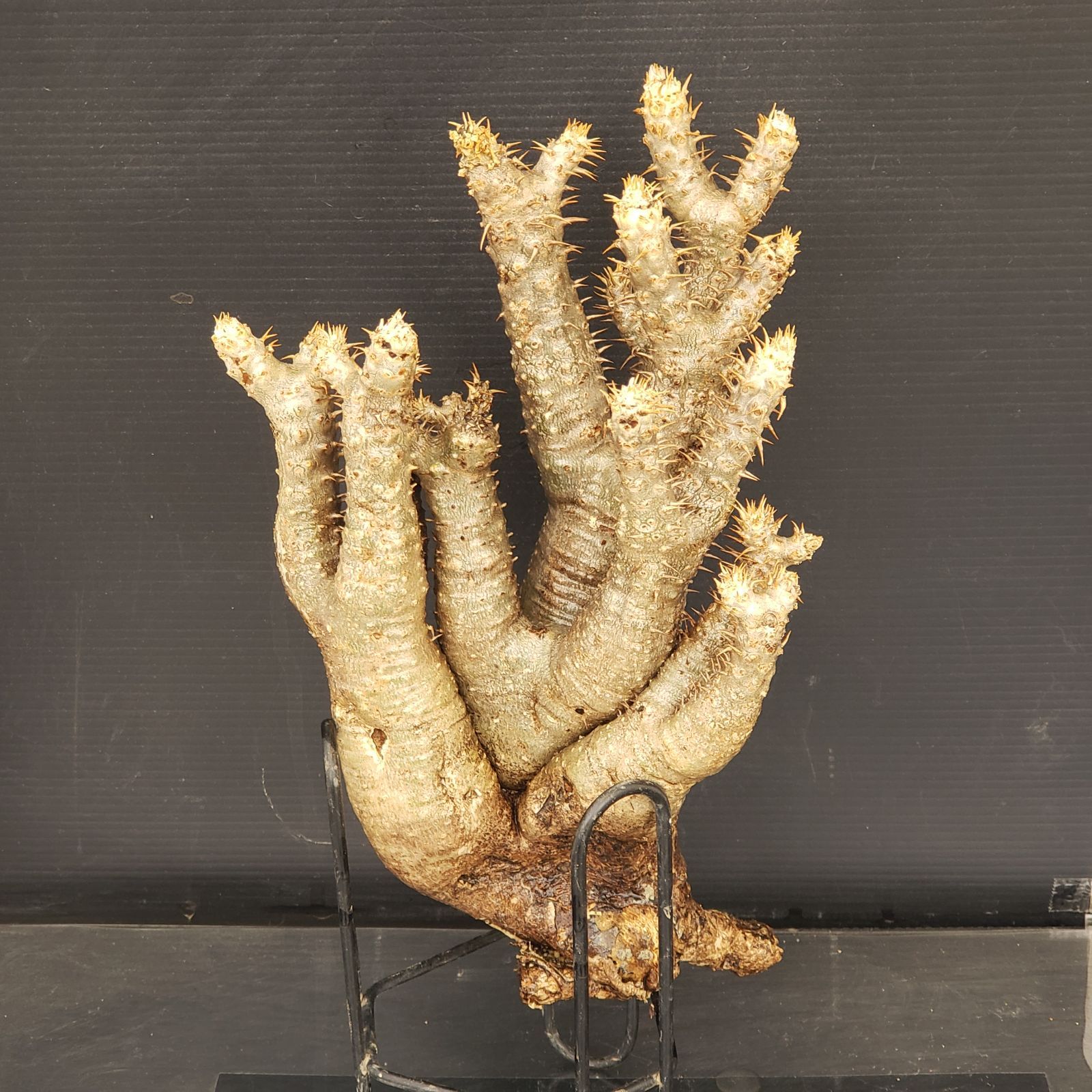 S208【自社養生株】Pachypodium エニグマティクム（株やわらか・現地球