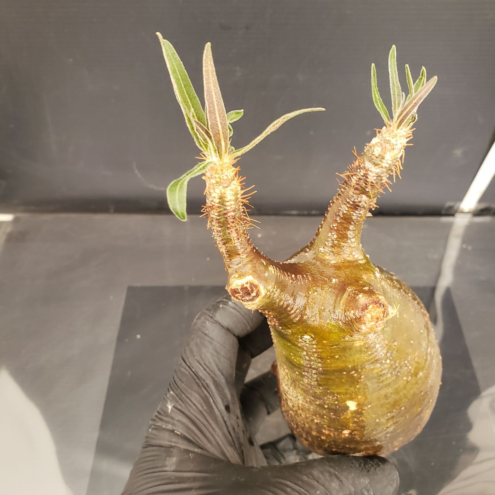 S209【自社養生株】Pachypodium グラキリス（MS）（現地球・抜き苗