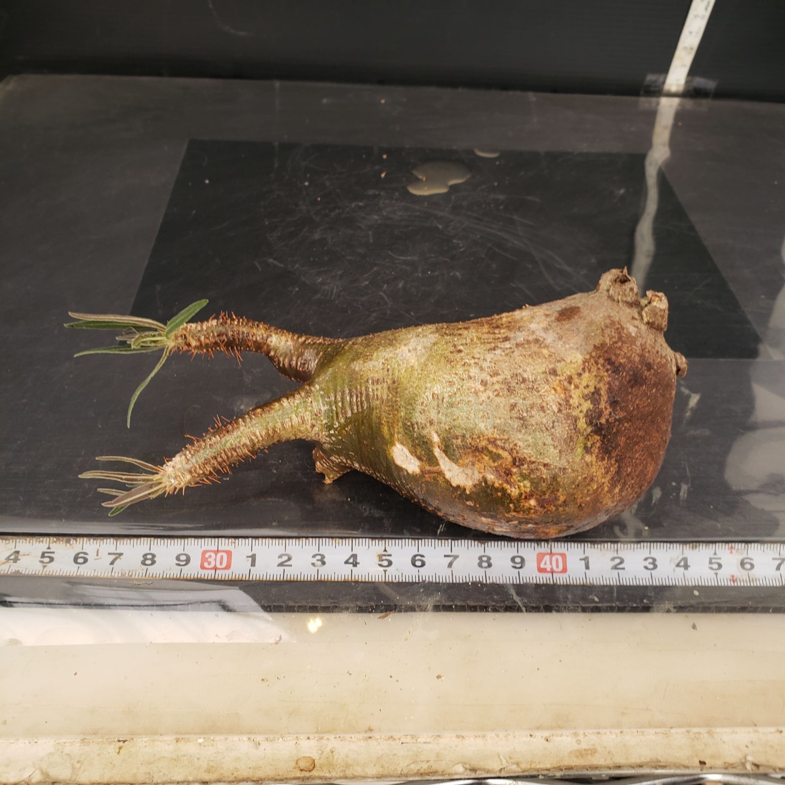 S209【自社養生株】Pachypodium グラキリス（MS）（現地球・抜き苗