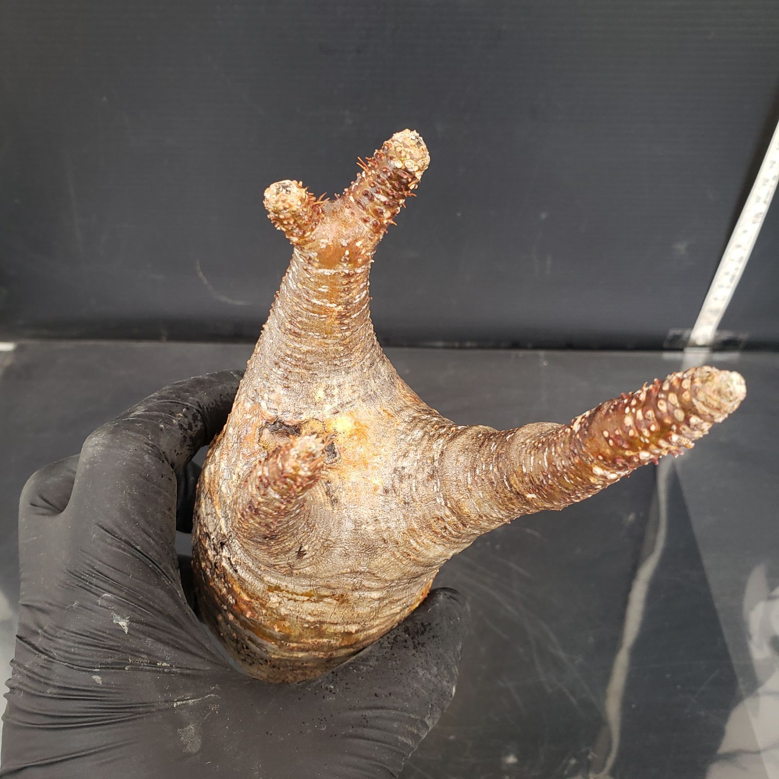 S210【自社養生株】Pachypodium グラキリス（MS）（現地球・抜き苗