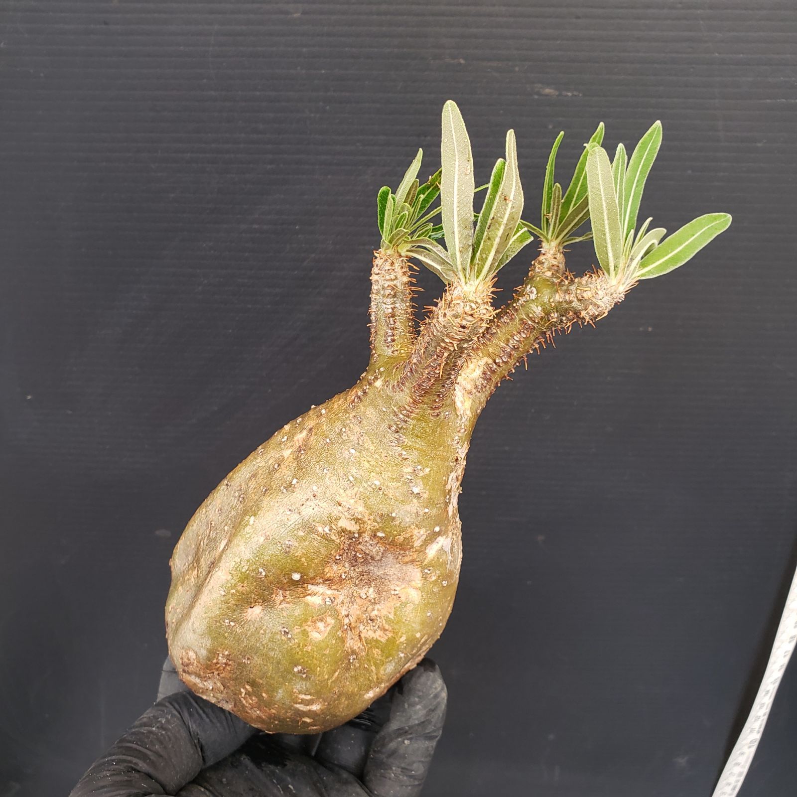 S211【自社養生株】Pachypodium グラキリス（MS）（現地球・抜き苗