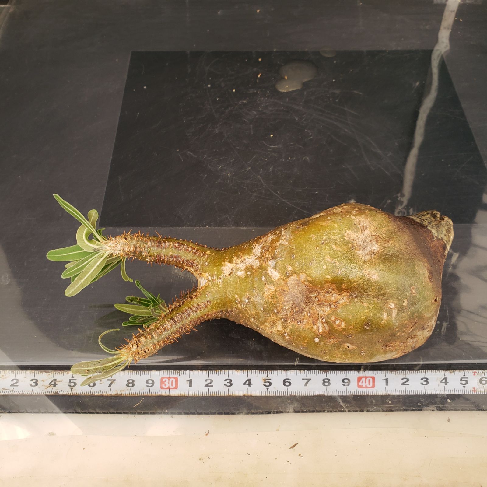 S211【自社養生株】Pachypodium グラキリス（MS）（現地球・抜き苗