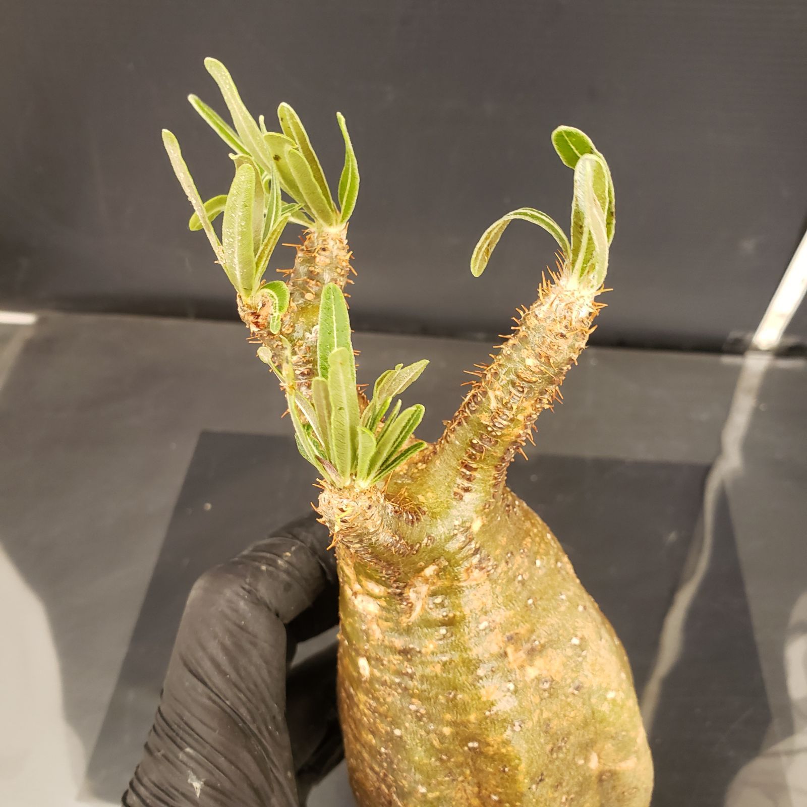 S211【自社養生株】Pachypodium グラキリス（MS）（現地球・抜き苗