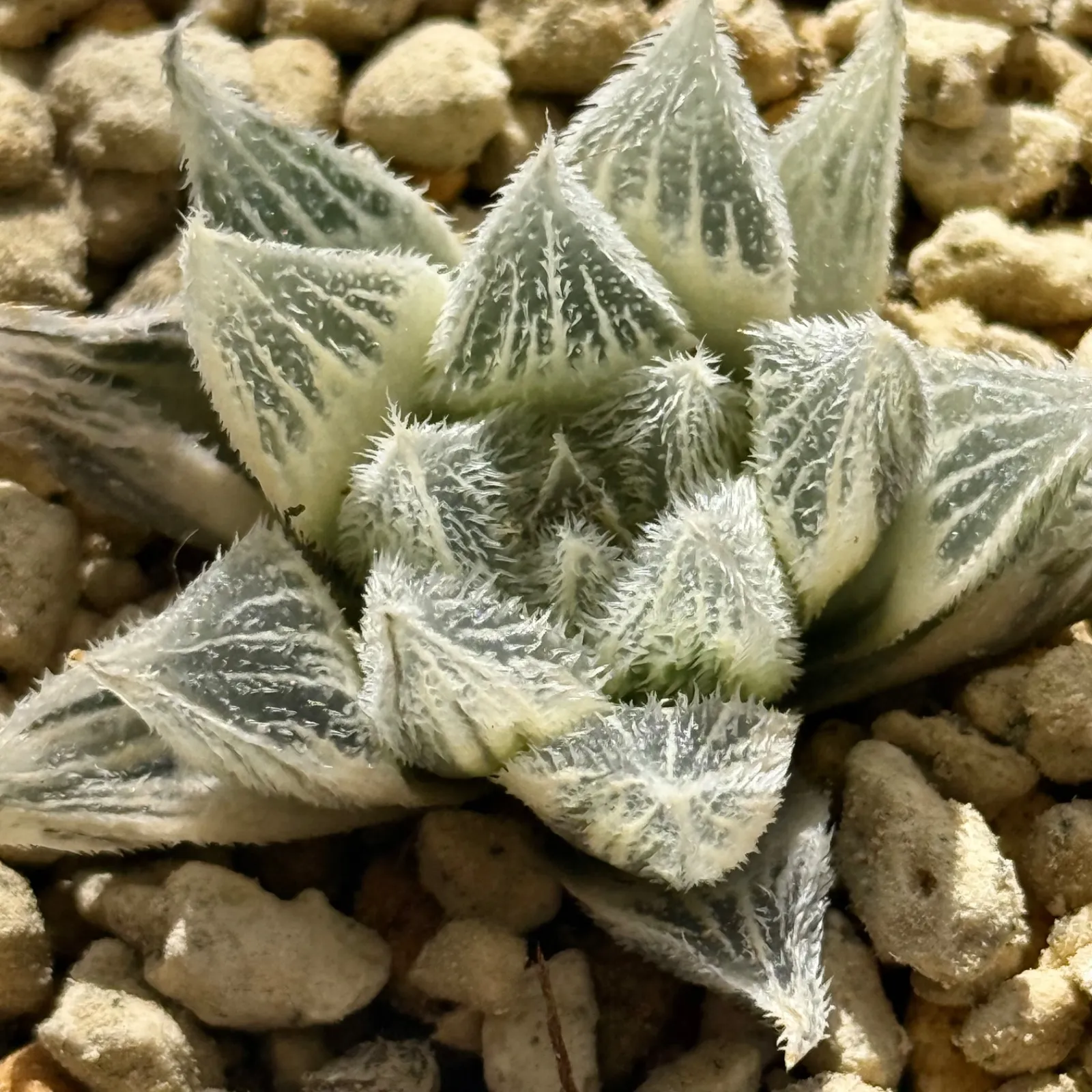 2026年最新】白狐伝 ハオルチアの人気アイテム - メルカリ