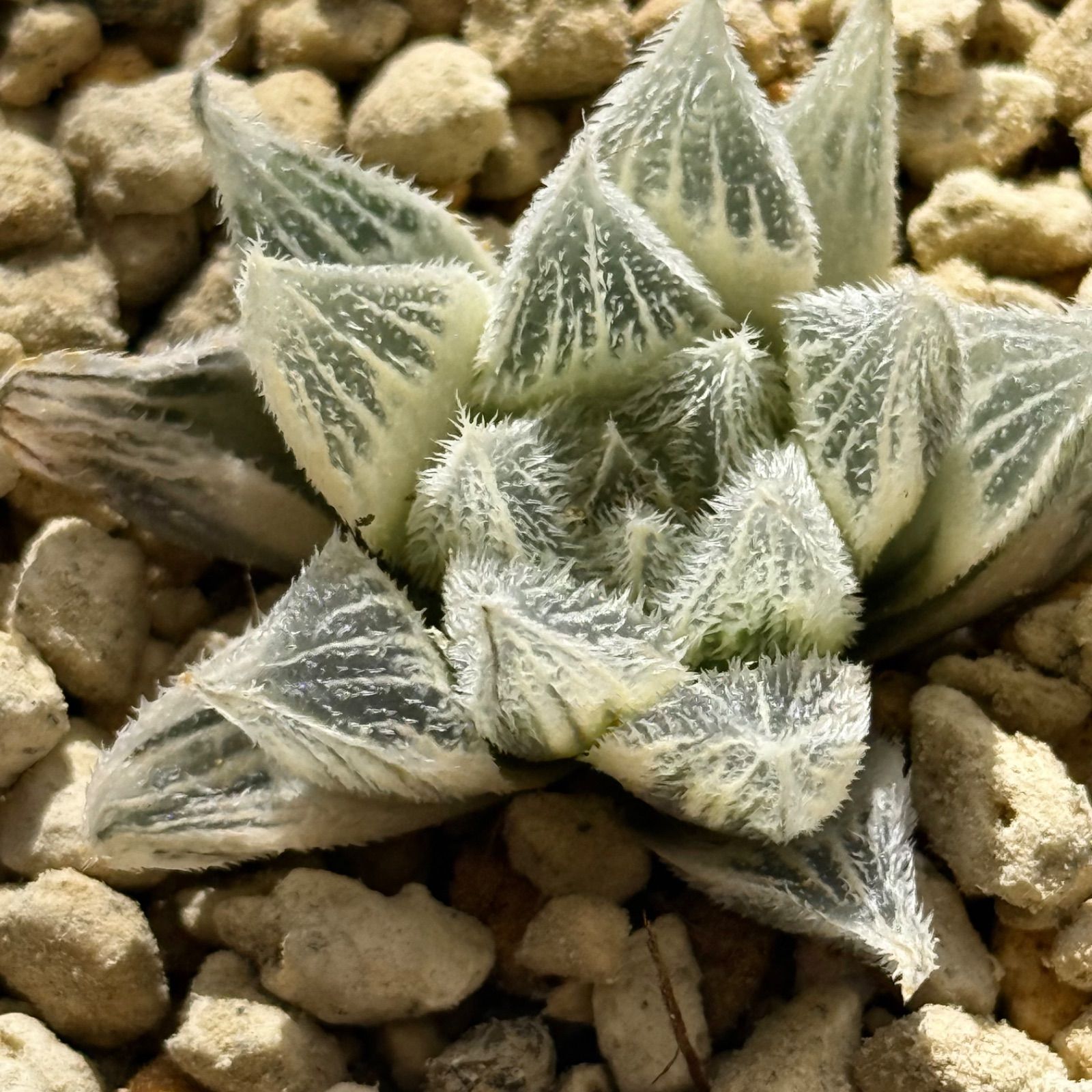 白狐伝 ハオルチア - メルカリ