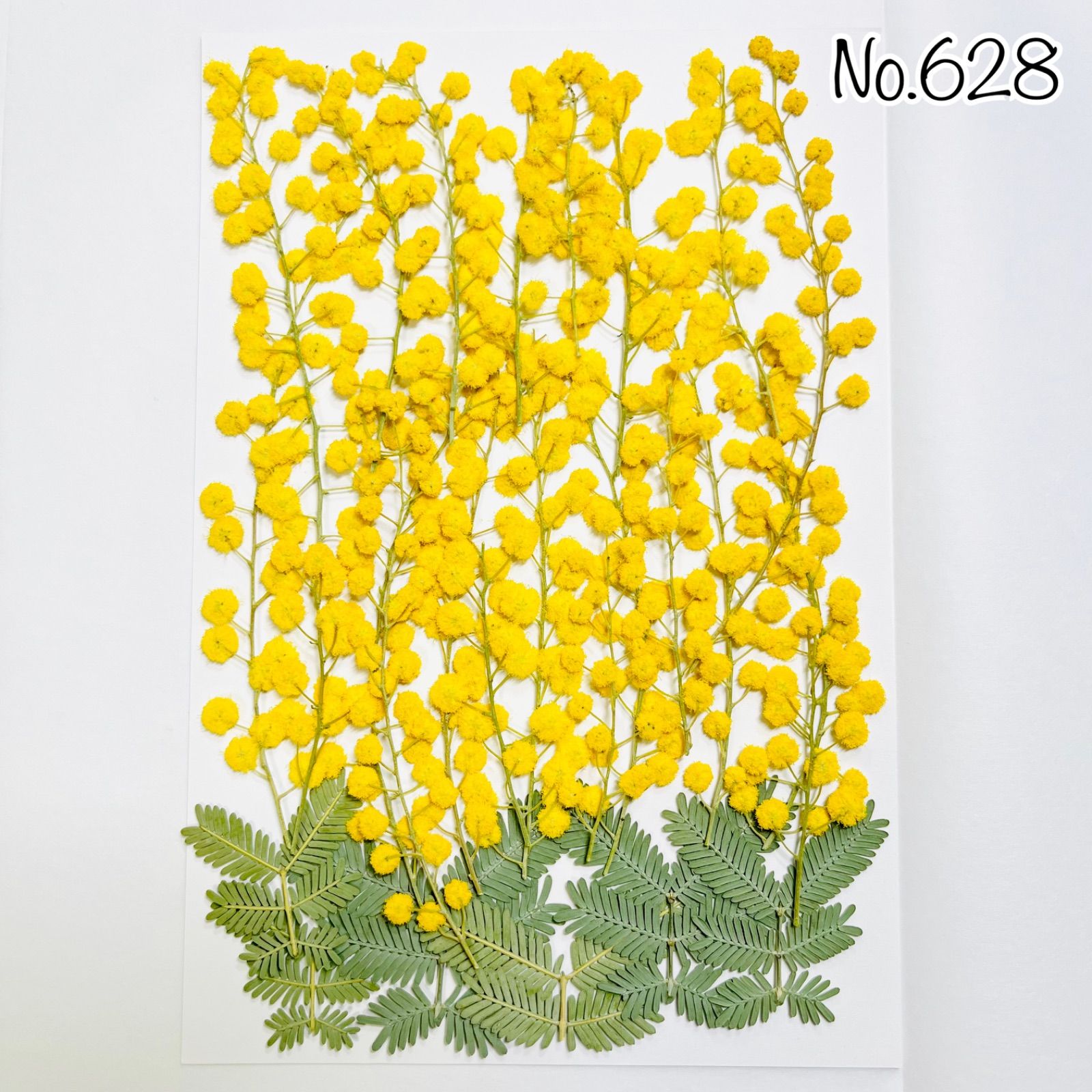 No.628♡押し花 ミモザ 銀葉アカシア 素材 花材 2026年 フレッシュ