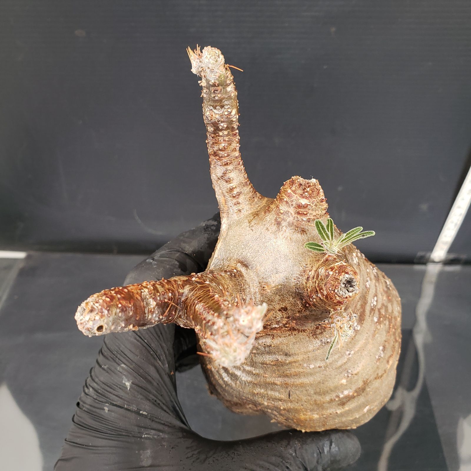 S218【自社養生株】Pachypodium グラキリス（MS）（現地球・抜き苗