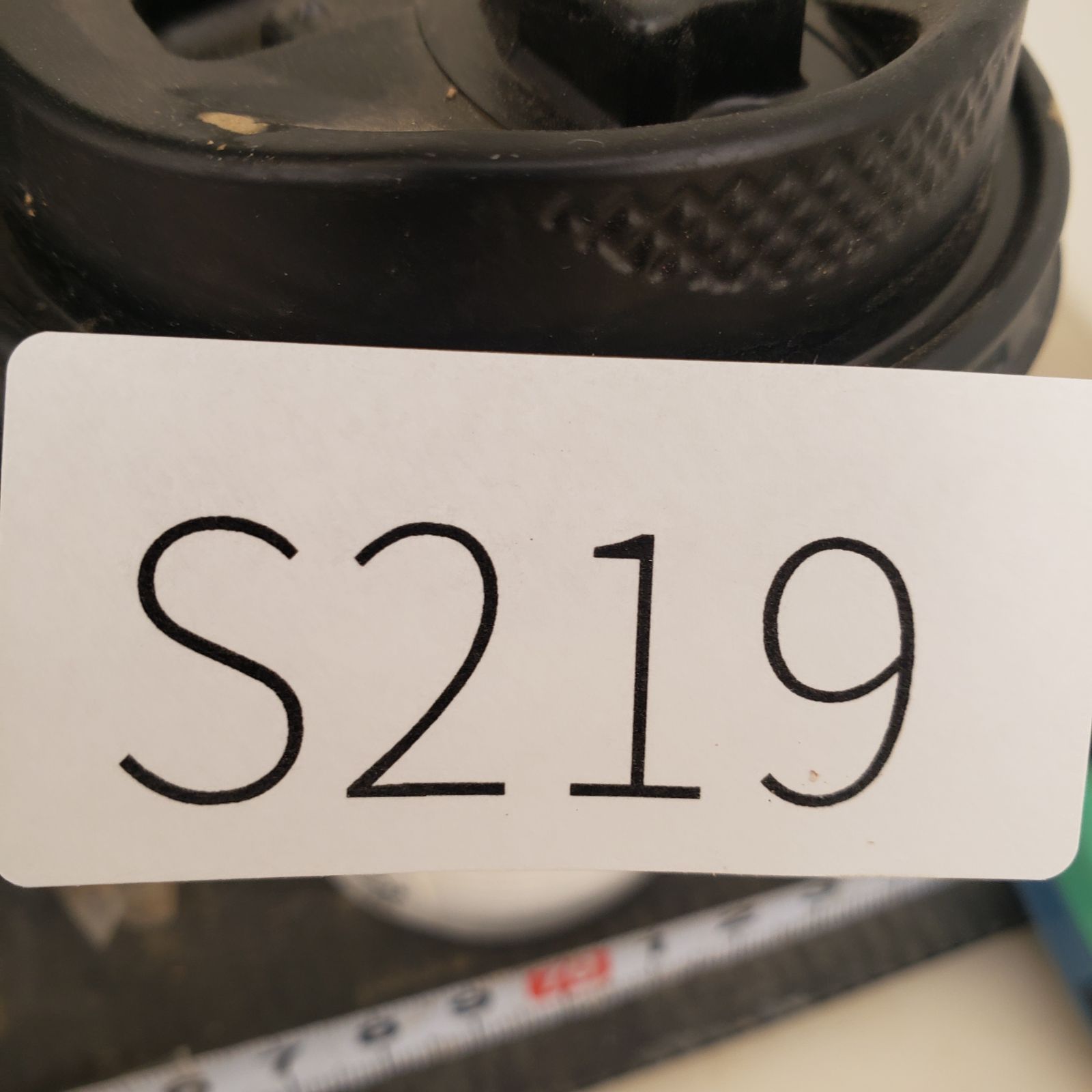 S219【自社養生株】Pachypodium グラキリス（MS）（現地球・抜き苗