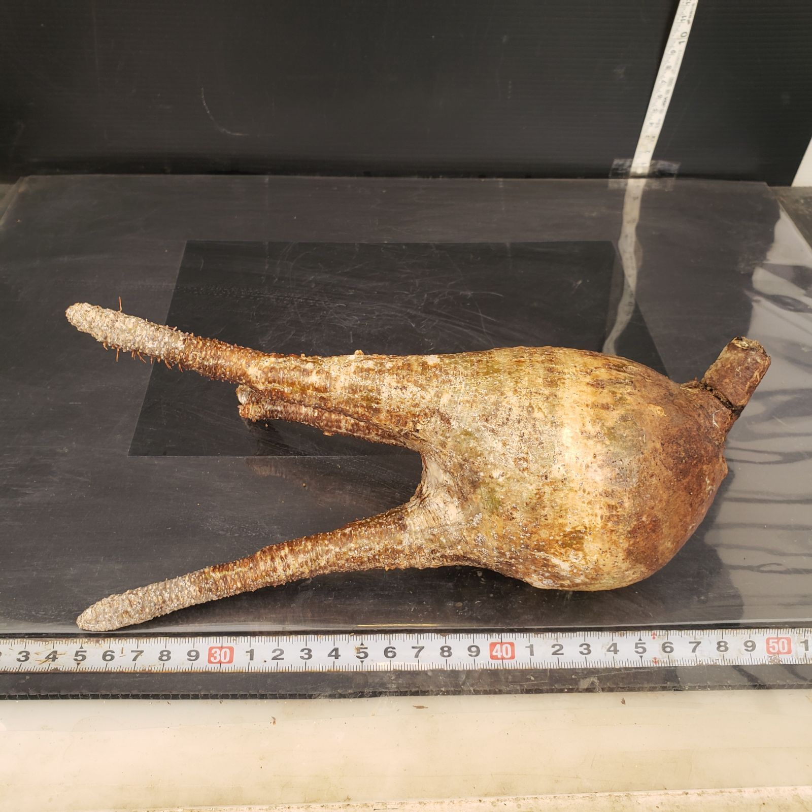 S219【自社養生株】Pachypodium グラキリス（MS）（現地球・抜き苗