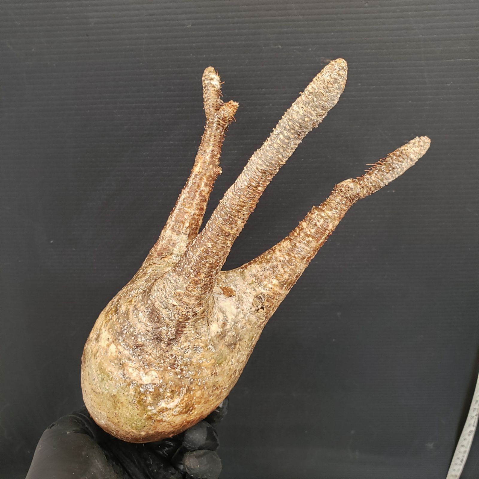 S219【自社養生株】Pachypodium グラキリス（MS）（現地球・抜き苗