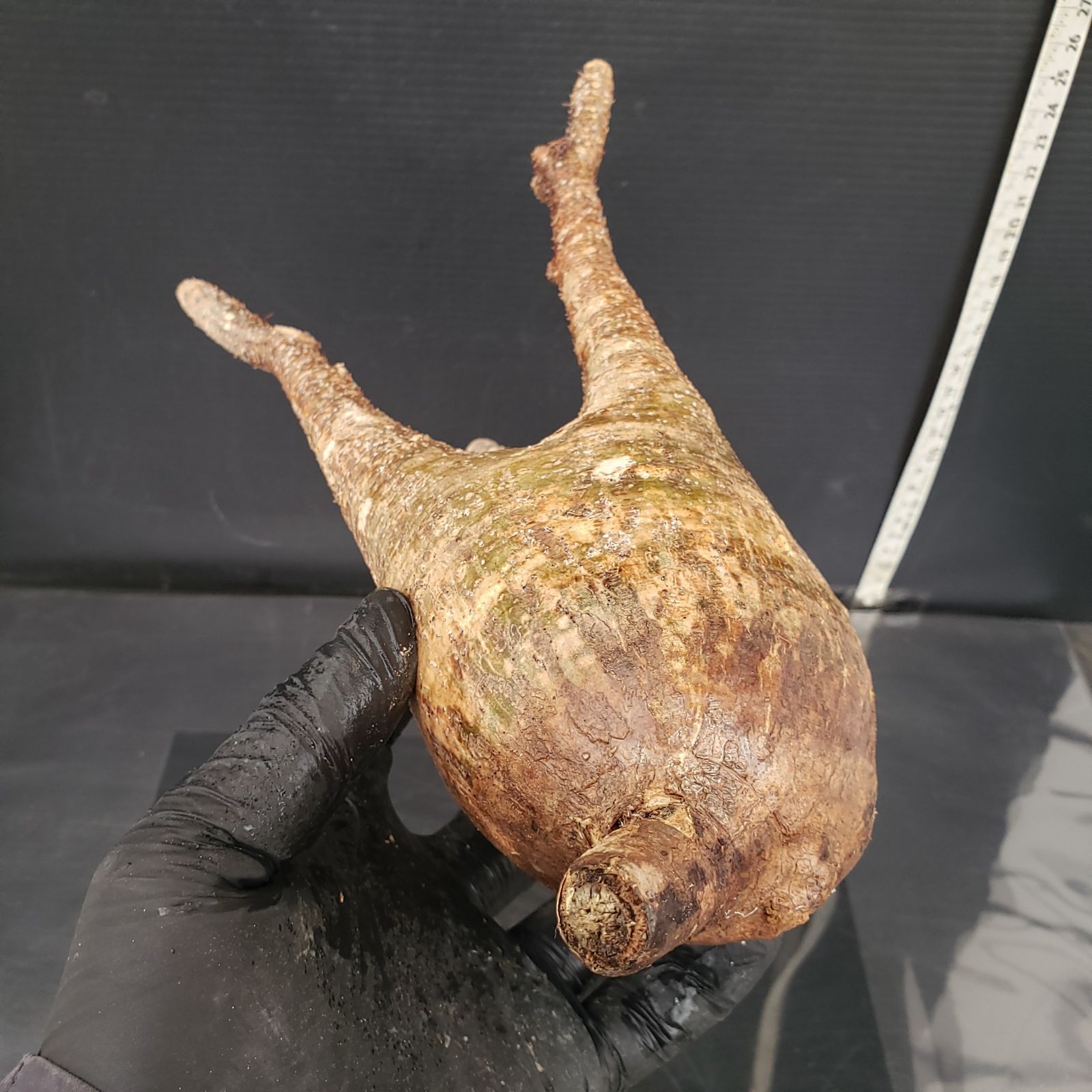 S219【自社養生株】Pachypodium グラキリス（MS）（現地球・抜き苗