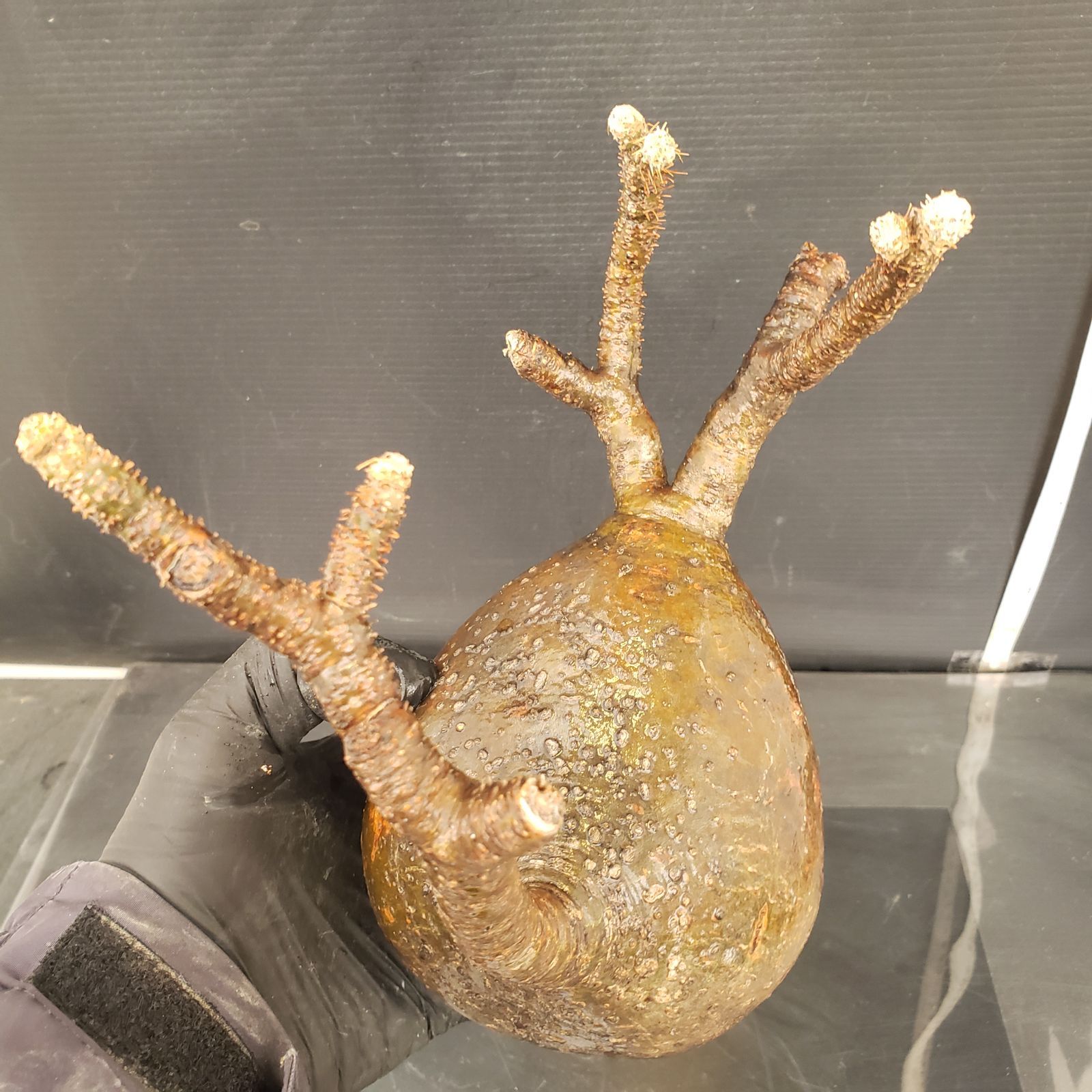 S224【自社養生株】Pachypodium グラキリス（M）（現地球・抜き苗