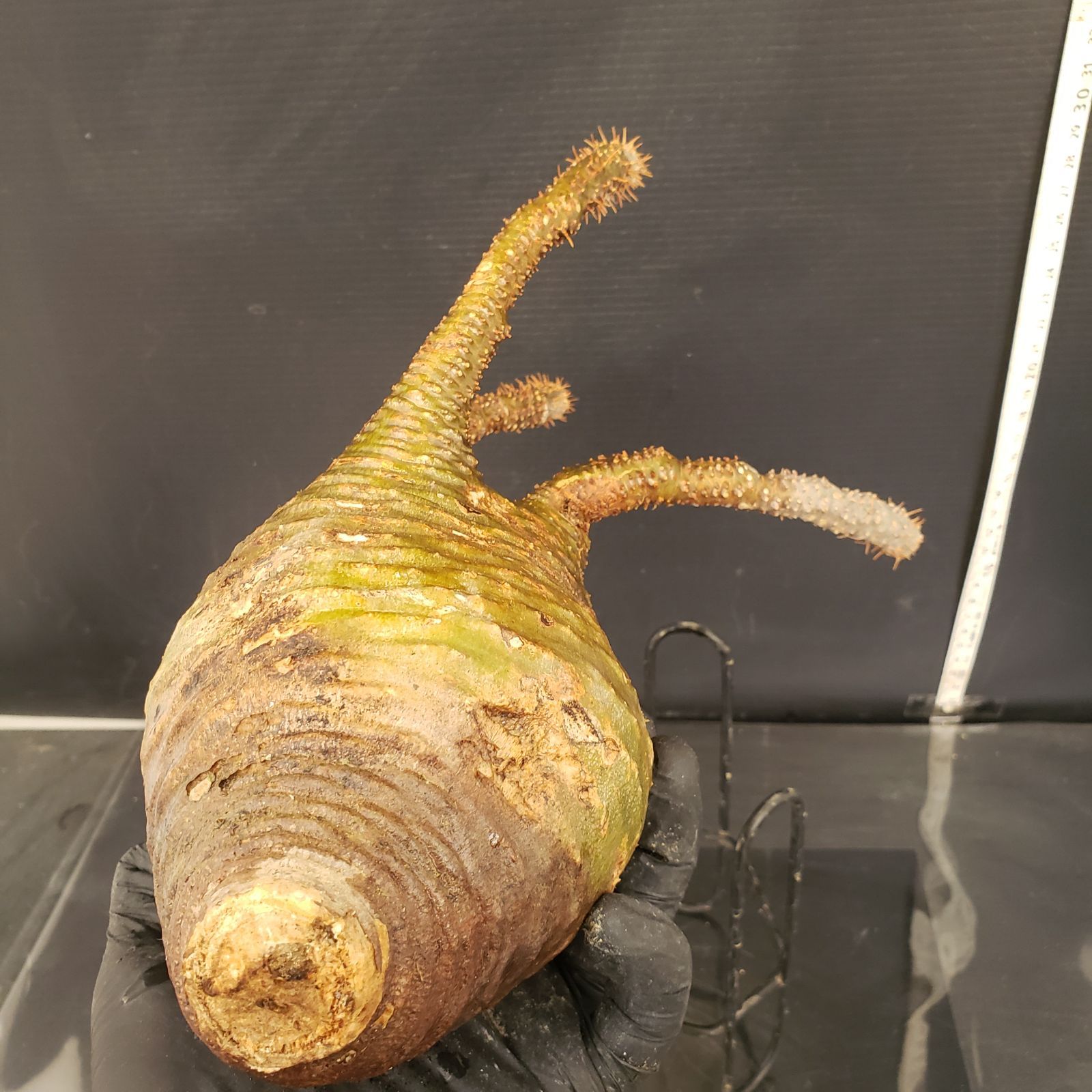 S228【自社養生株】Pachypodium グラキリス（ML）（現地球・抜き苗