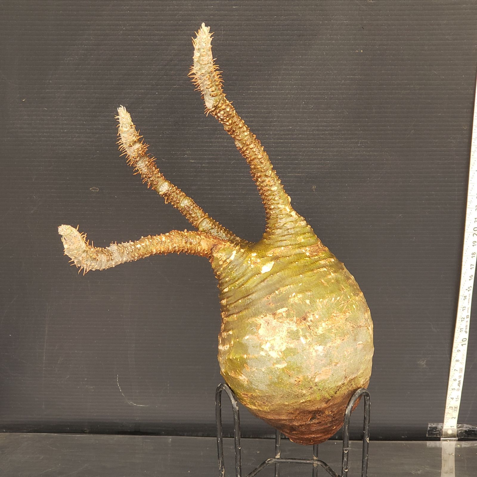 S228【自社養生株】Pachypodium グラキリス（ML）（現地球・抜き苗