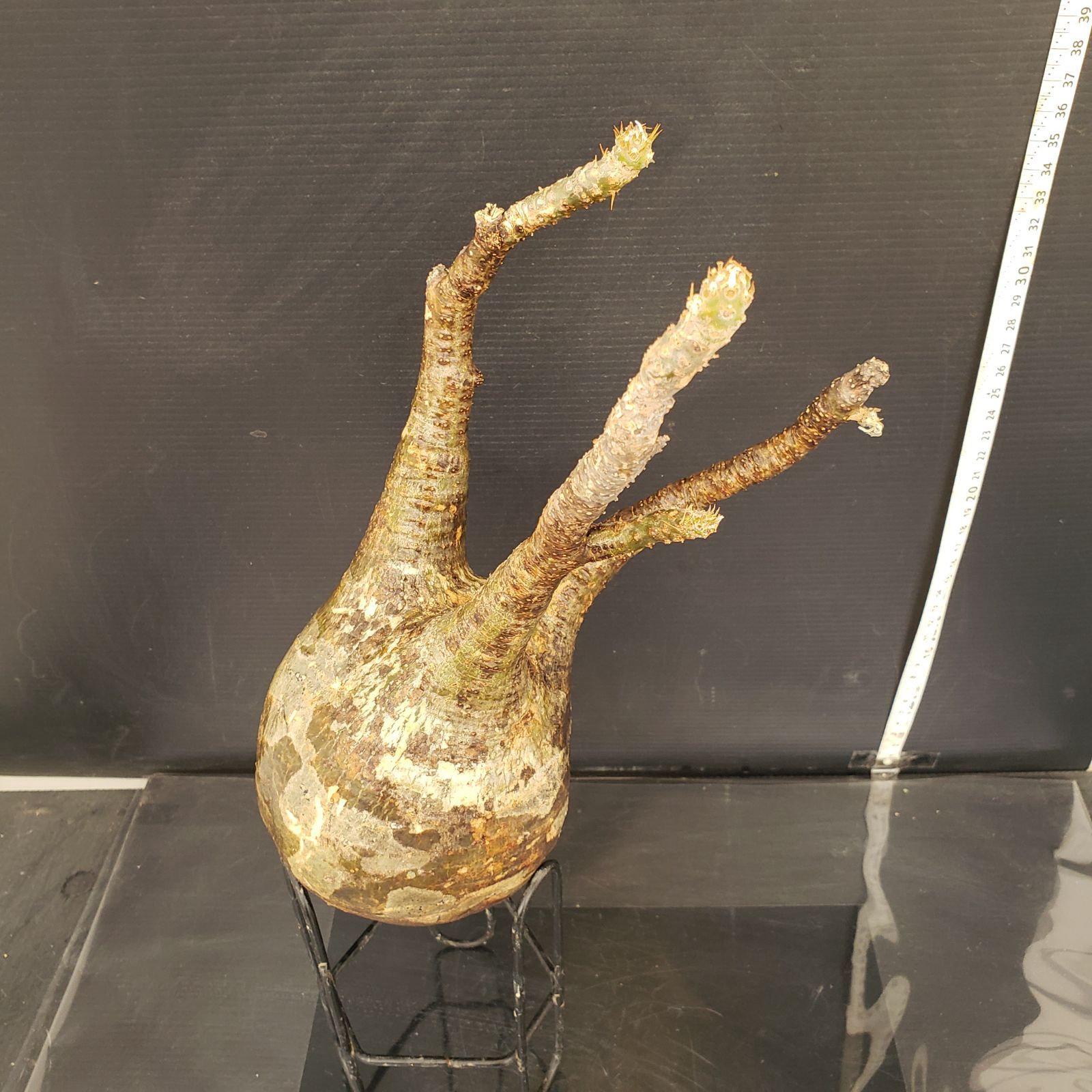 S230【自社養生株】Pachypodium グラキリス（ML）（現地球・抜き苗