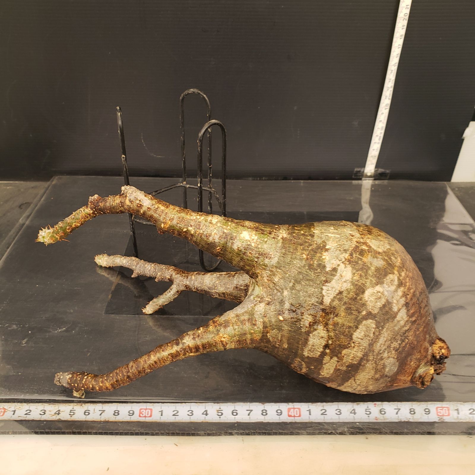 S230【自社養生株】Pachypodium グラキリス（ML）（現地球・抜き苗