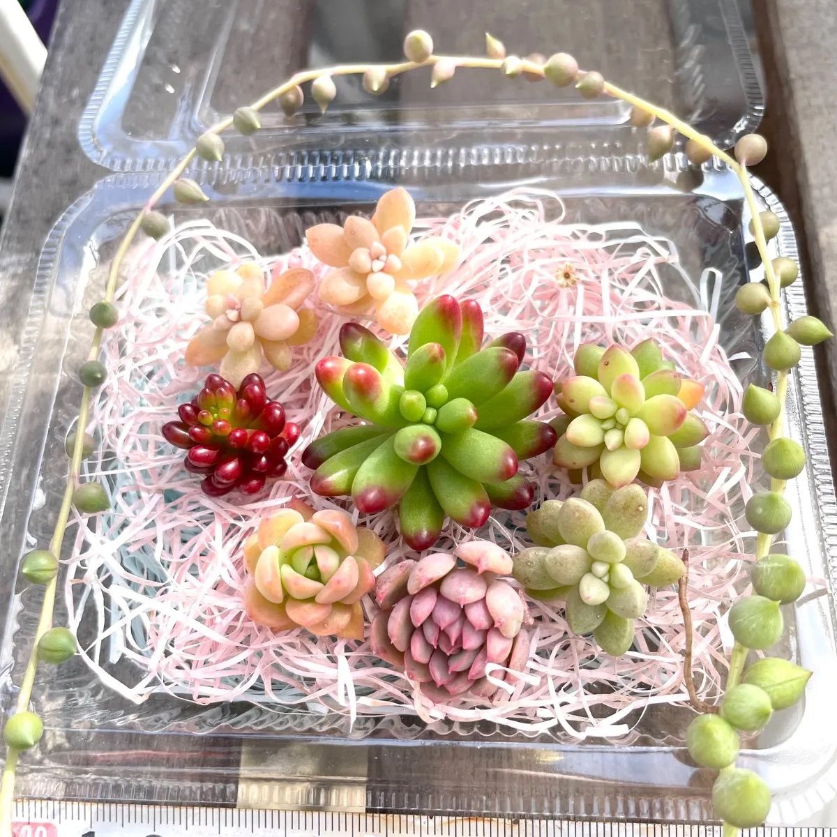 ☆多肉植物カット苗詰め合わせ➄番☆ルビーティント☆寄せ植えセット