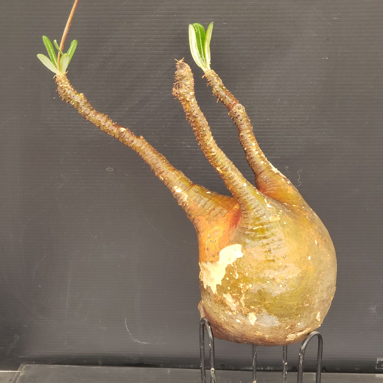 S231【自社養生株】Pachypodium グラキリス（ML）（現地球・抜き苗