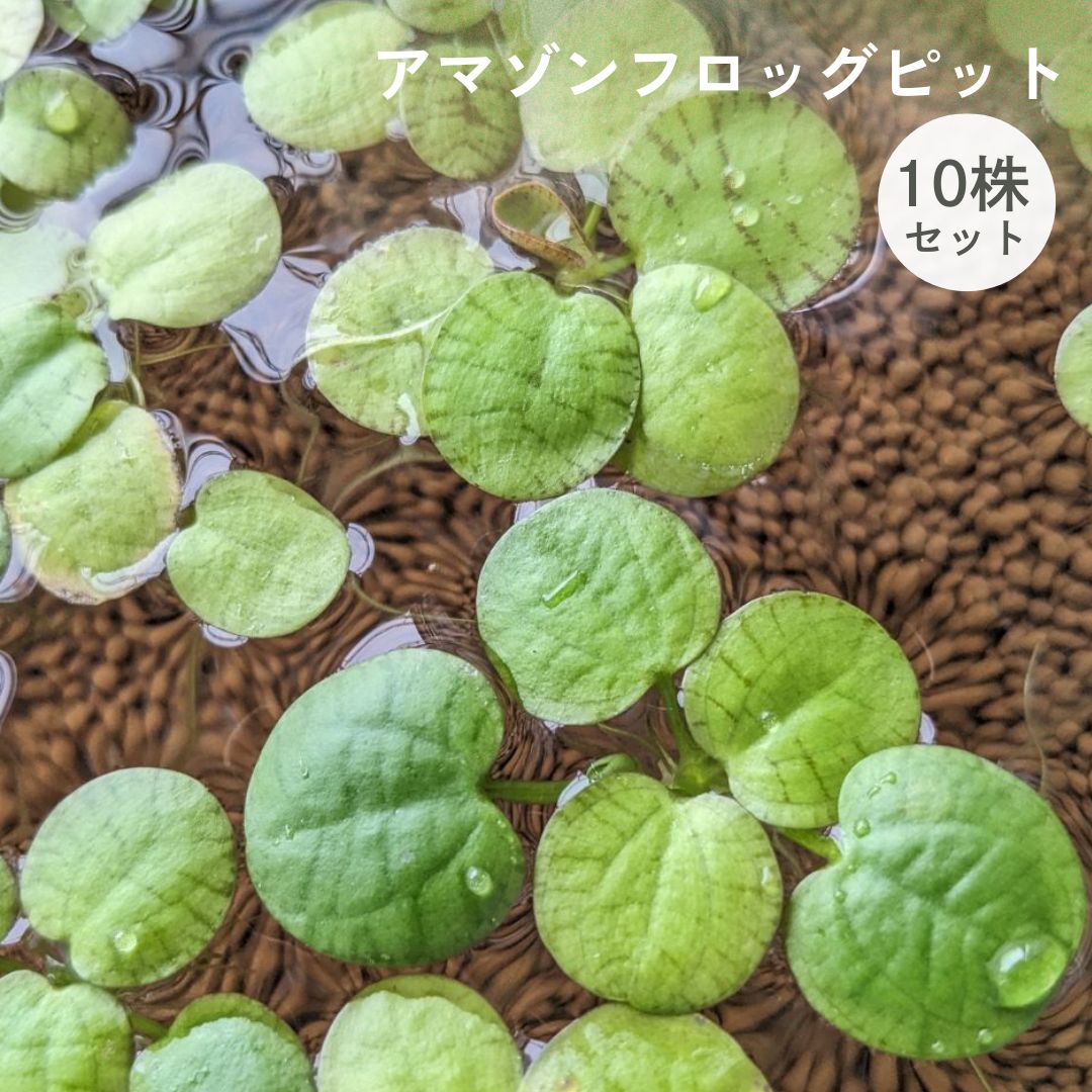 アマゾンフロッグピット 《10株 通常サイズ 》□オマケ株付き□ 浮草 
