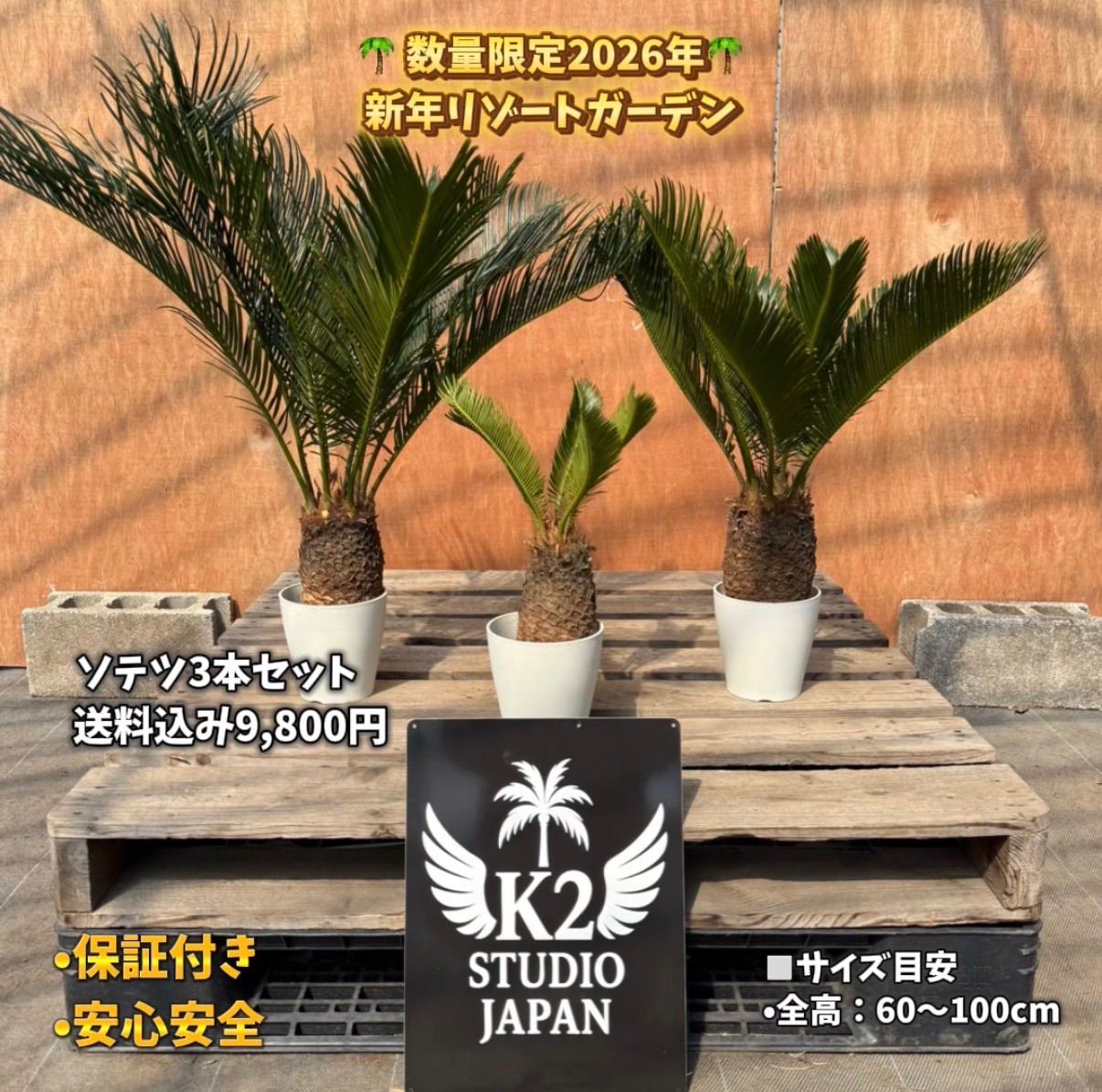 🌴 ソテツ苗 お得3株セット ドライガーデン ロックガーデン 南国植物