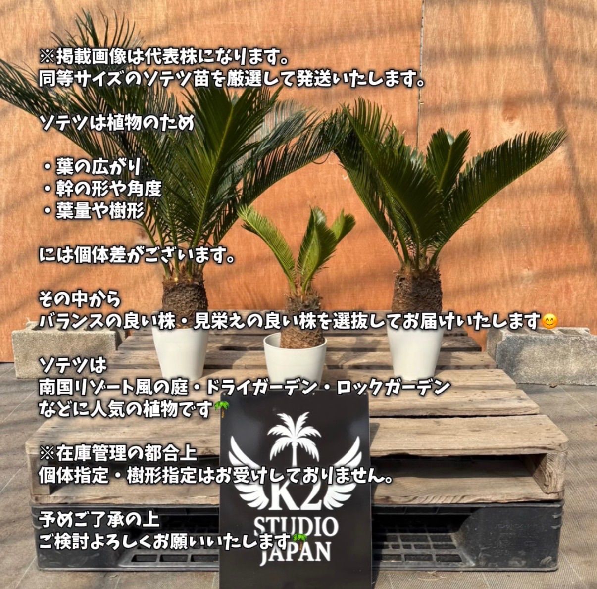 🌴 ソテツ苗 お得3株セット ドライガーデン ロックガーデン 南国植物