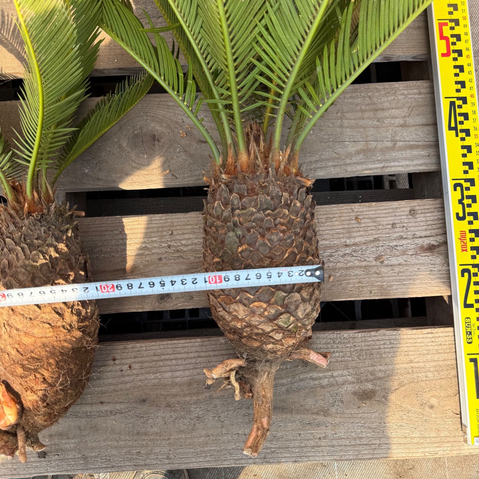 🌴 ソテツ苗 お得3株セット ドライガーデン ロックガーデン 南国植物