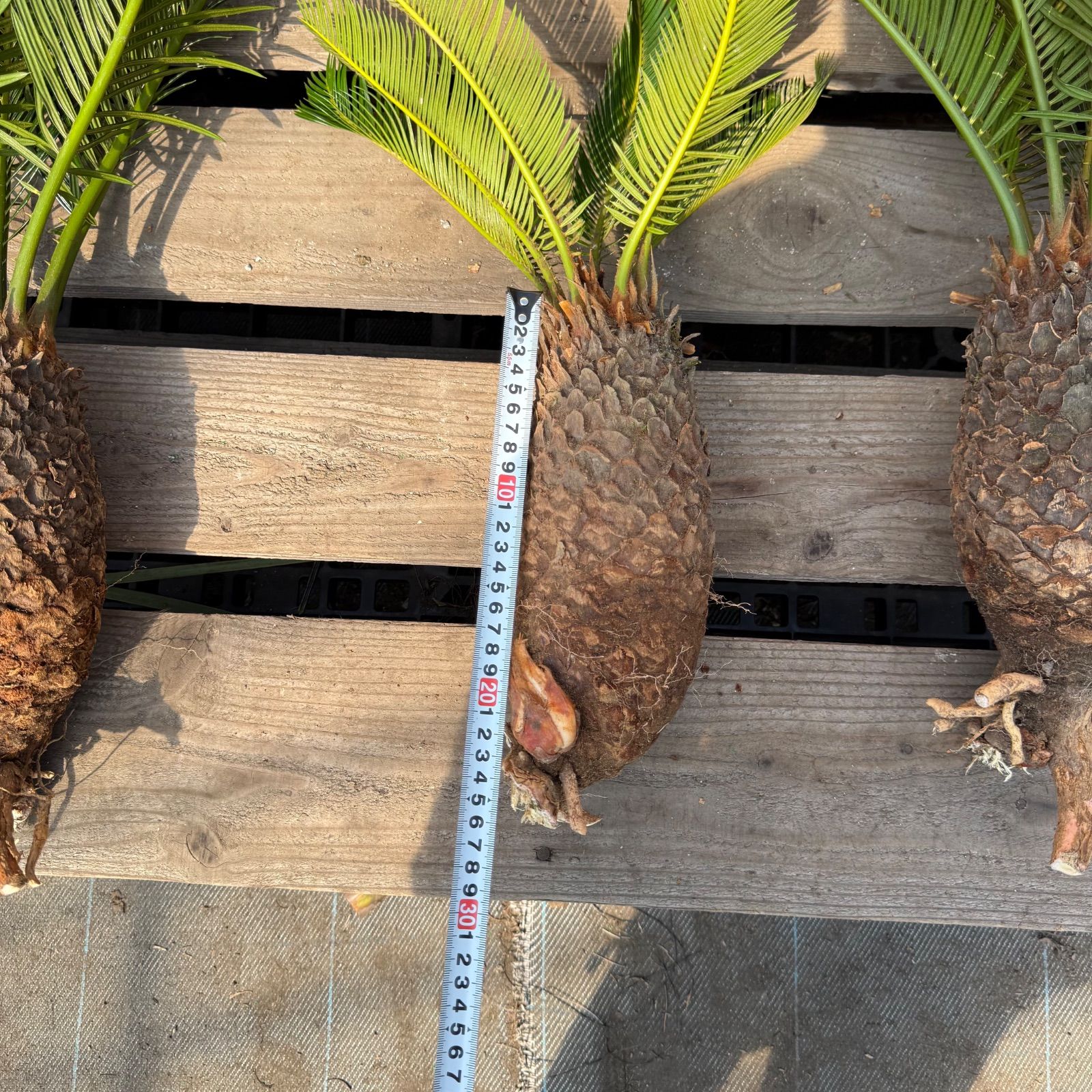 🌴 ソテツ苗 お得3株セット ドライガーデン ロックガーデン 南国植物