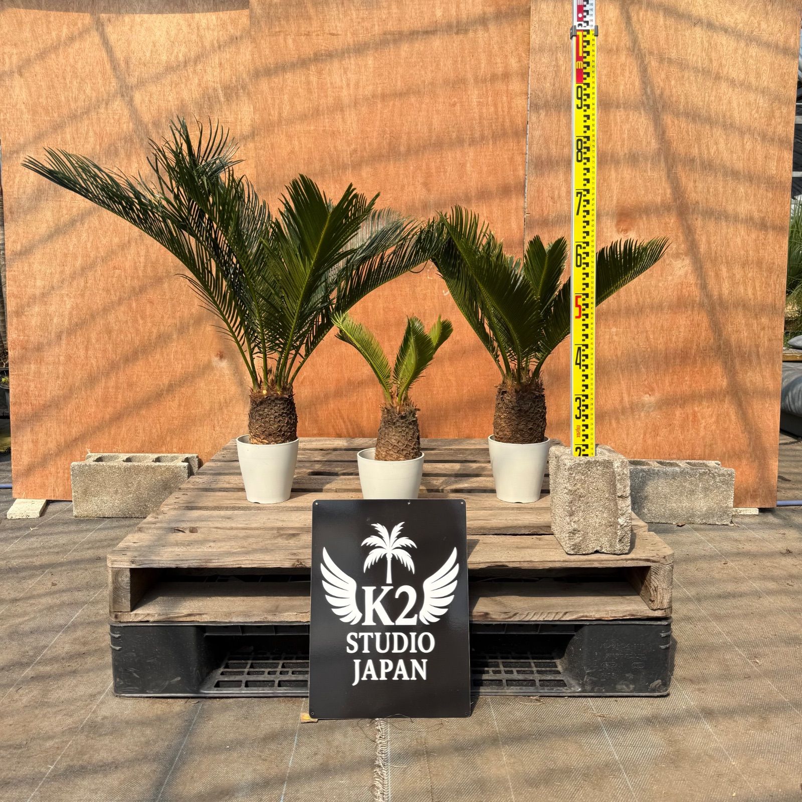 🌴 ソテツ苗 お得3株セット ドライガーデン ロックガーデン 南国植物