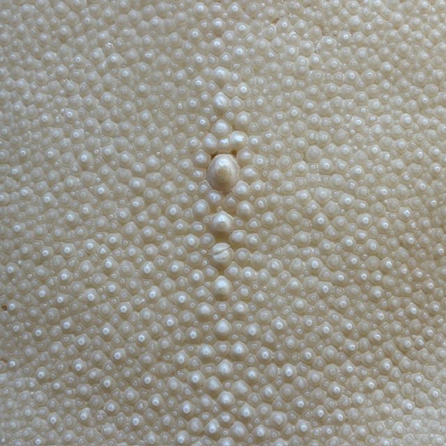 刀剣用 鮫皮 エイ革 11-5 - メルカリ