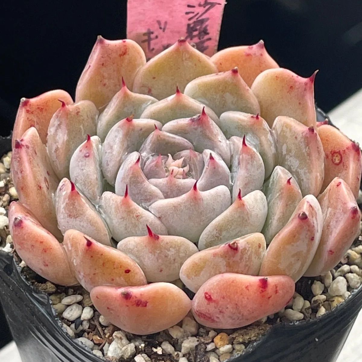 多肉植物♡沙羅姫牡丹✖️ギロ❤︎抜き苗(根付き) - メルカリ