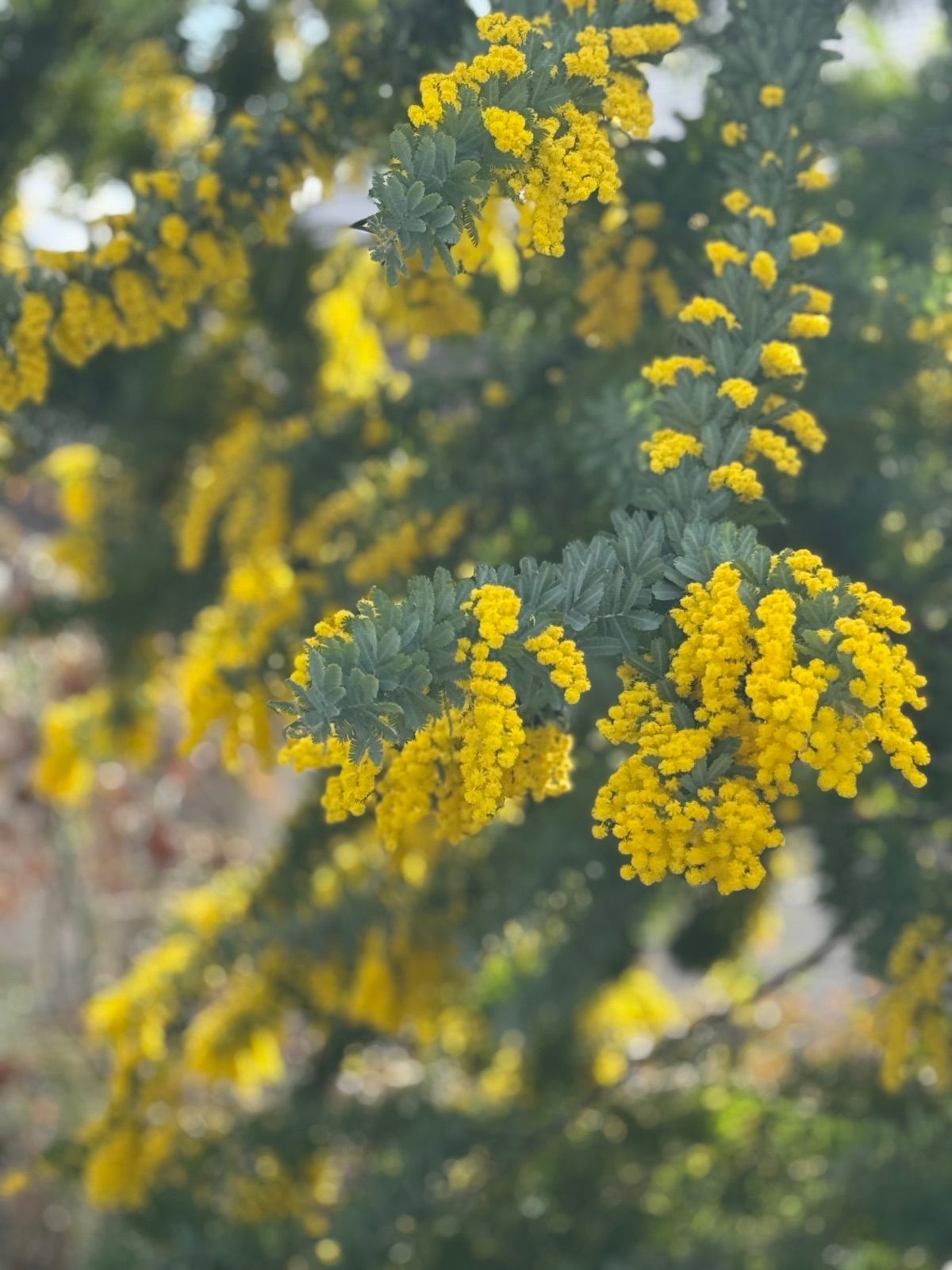 採りたてミモザ アカシア 80サイズ - メルカリ