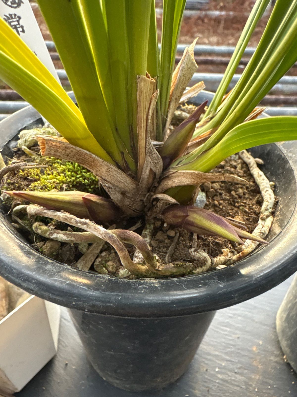 キンリョウヘン原種 2鉢セット 花芽計7 - メルカリ