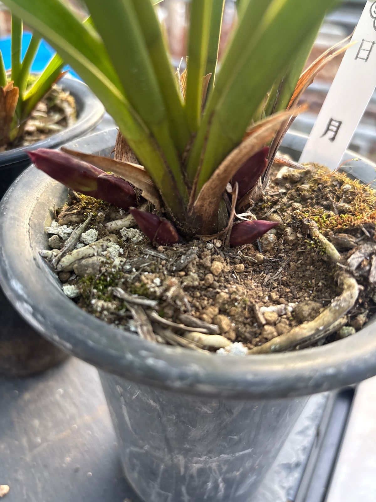 キンリョウヘン原種 2鉢セット 花芽計7 - メルカリ