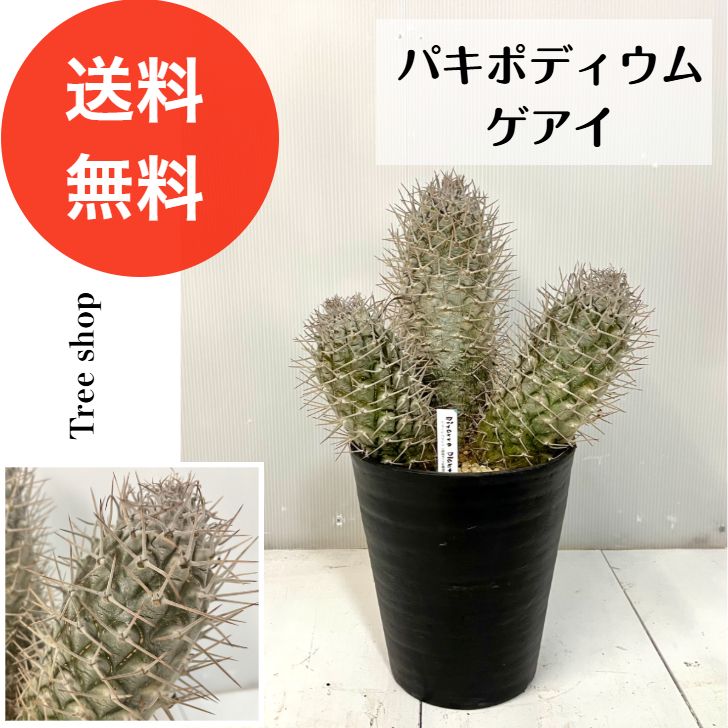 現品】パキポディウム ゲアイ 多頭【送料無料】高さ0.45m(鉢込み）幅