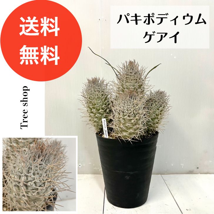 現品】パキポディウム ゲアイ 多頭【送料無料】高さ0.5m(鉢込み）幅