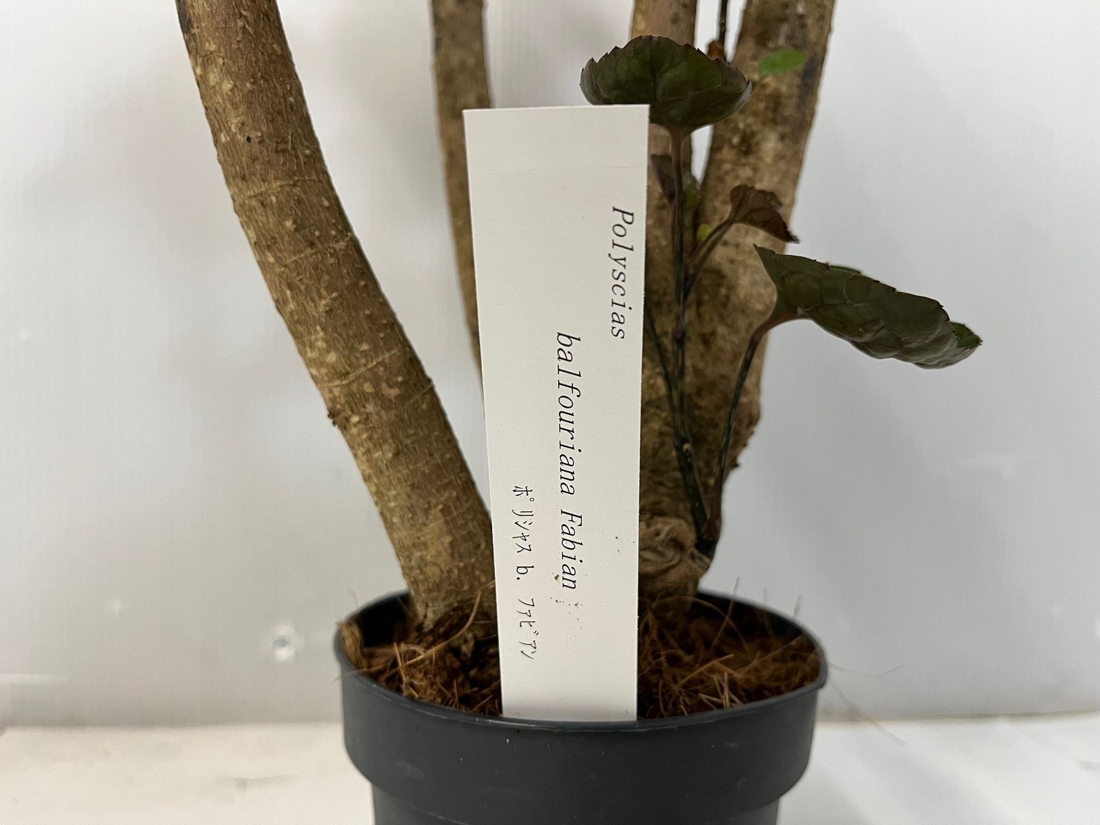 観葉植物】ポリシャス ファビアン 【送料無料】ポリスキアス 12cmプラ