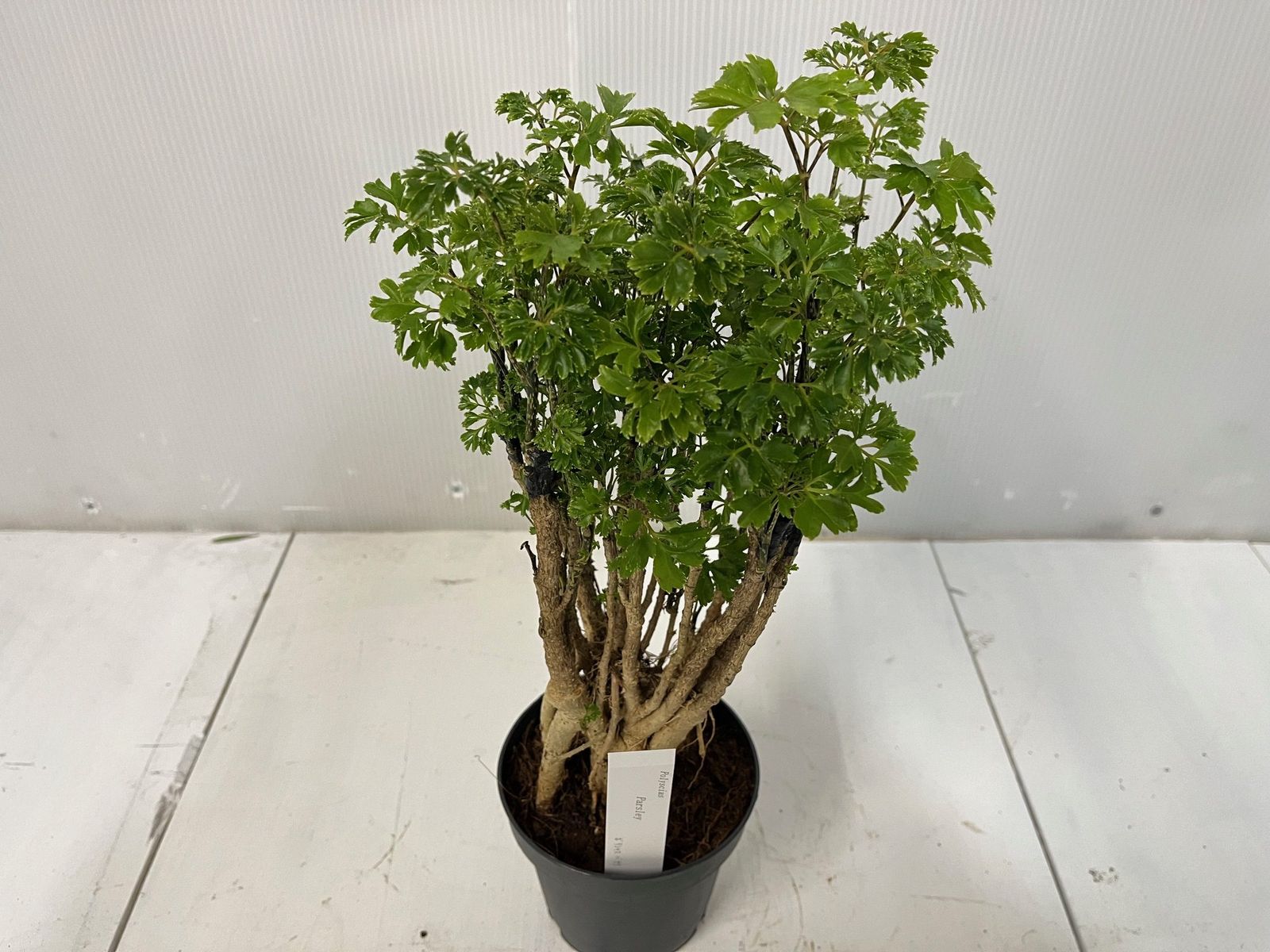 観葉植物】ポリシャス ファビアン 【送料無料】ポリスキアス