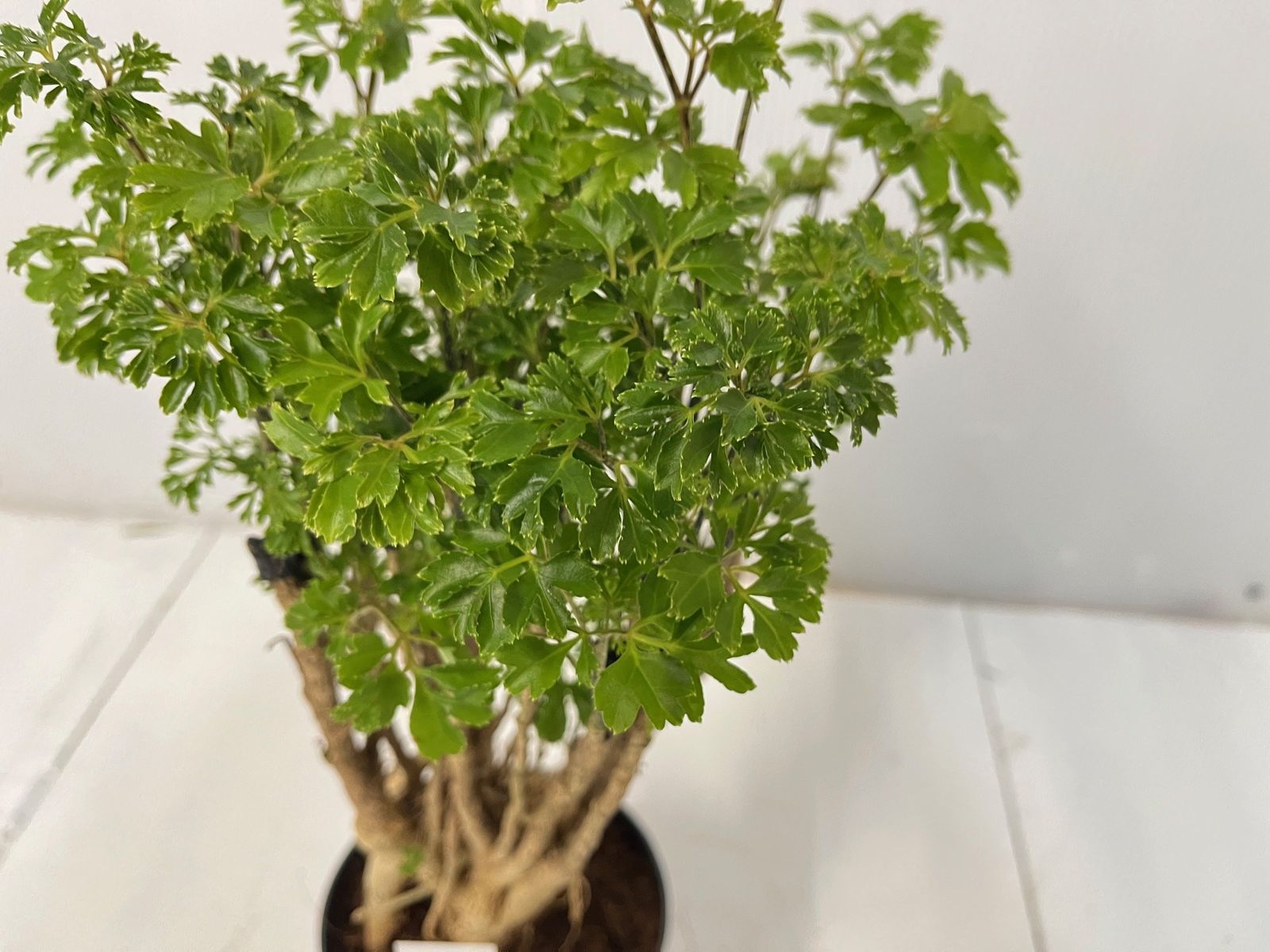 観葉植物】ポリシャス ファビアン 【送料無料】ポリスキアス