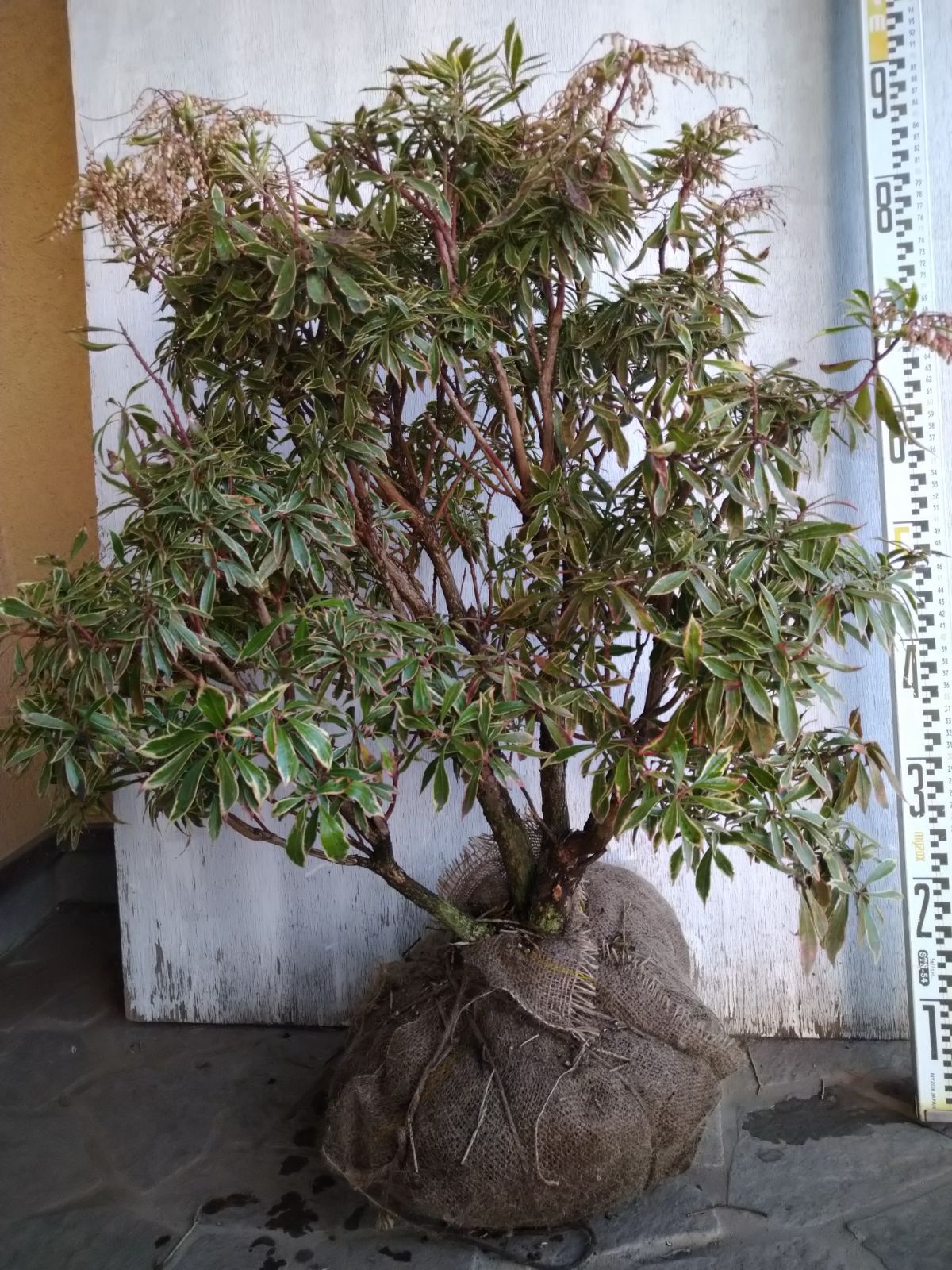 斑入りアセビB - メルカリ