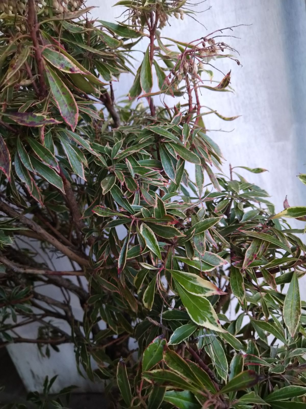 斑入りアセビB - メルカリ