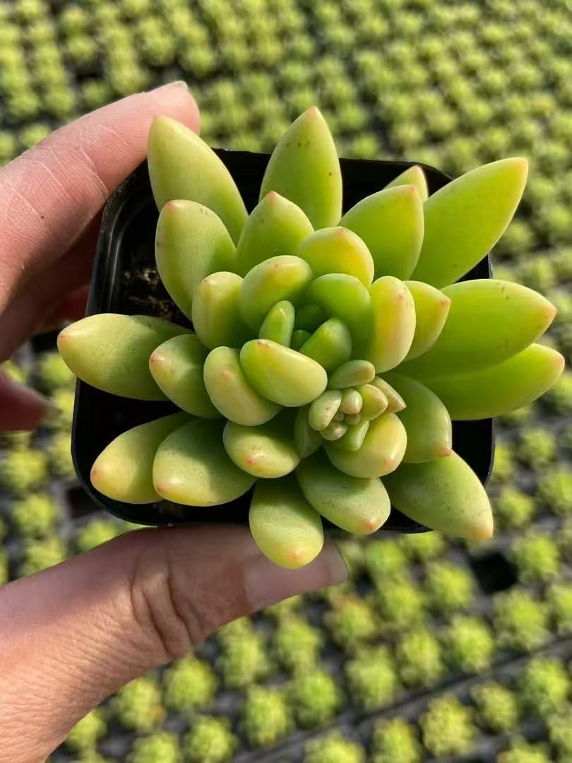 多肉植物 M132 シュンホウ 50株 抜き苗 エケベリア セダム